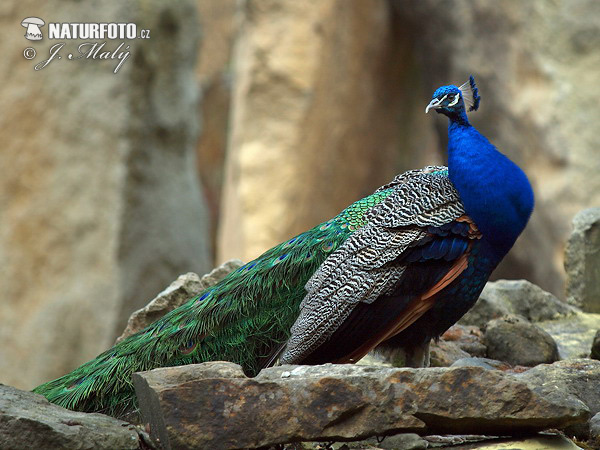 Burung Merak Biru