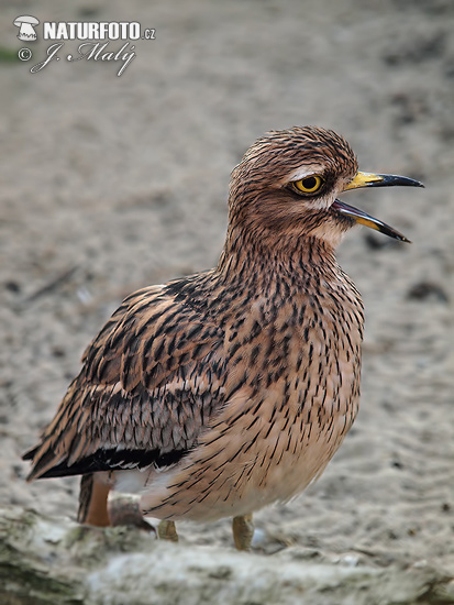 Burung Pasir Padang