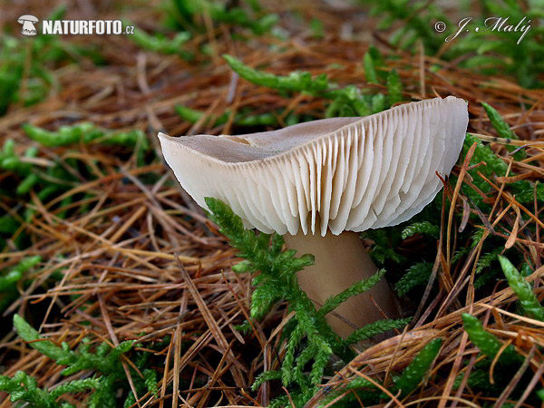 Butter Cap f. asema Mushroom (Rhodocollybia butyracea f. asema)
