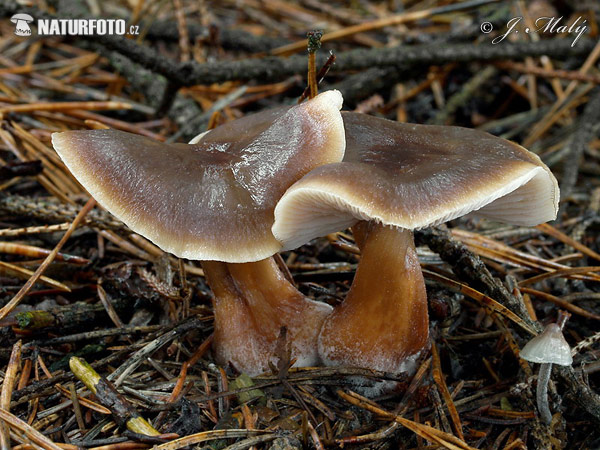 Butter Cap f. butyracea Mushroom (Rhodocollybia butyracea f. butyracea)