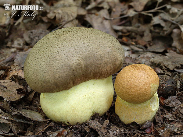 Butyriboletus appendiculatus