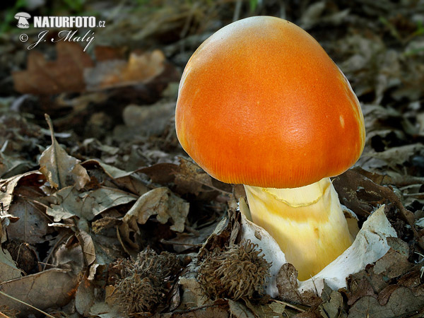 Caesar´s Mushroom Mushroom (Amanita caesarea)