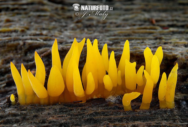 Calocera cornea