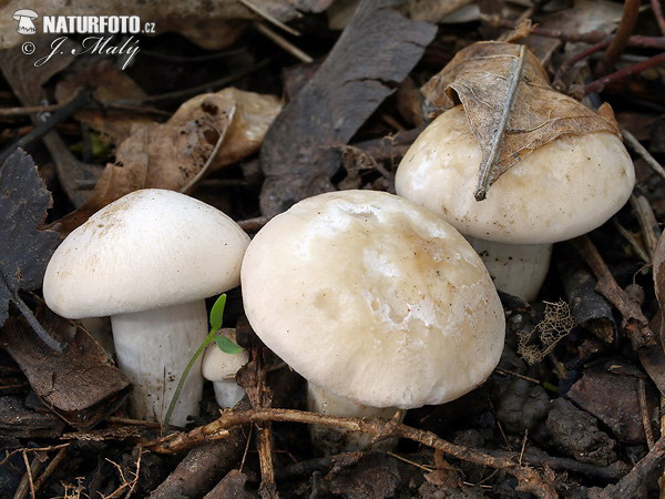 Calocybe gambosa