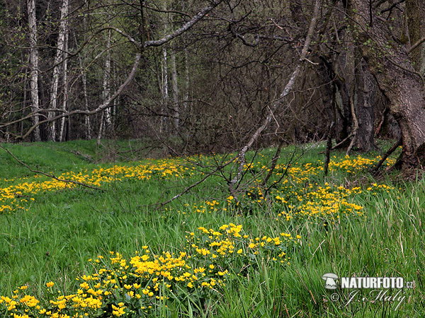 Caltha palustris