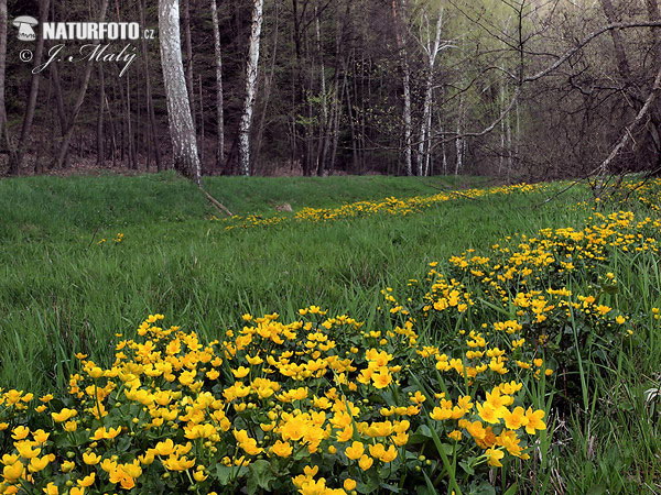 Caltha palustris