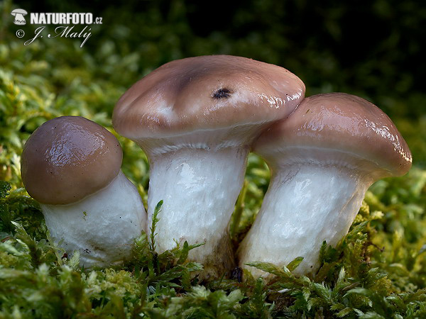 cama de perdiu mocosa