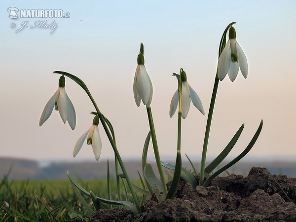 Campanilla de invierno