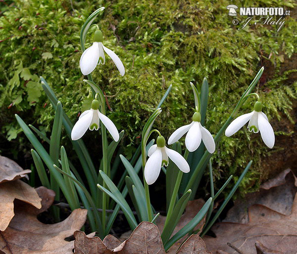 Campanilla de invierno