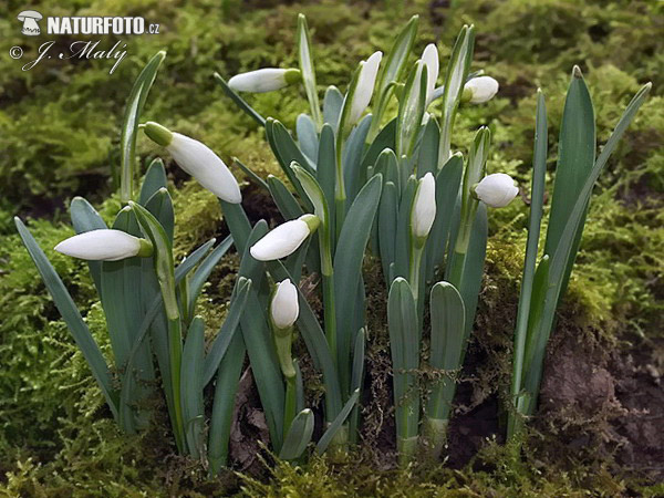 Campanilla de invierno