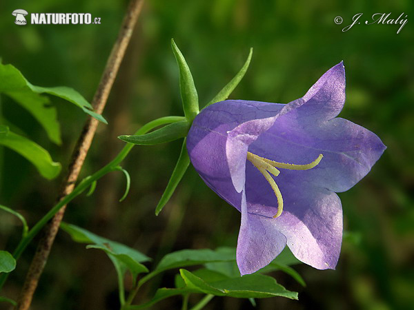 Campanula soldanella