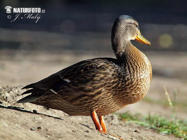 Canard colvert