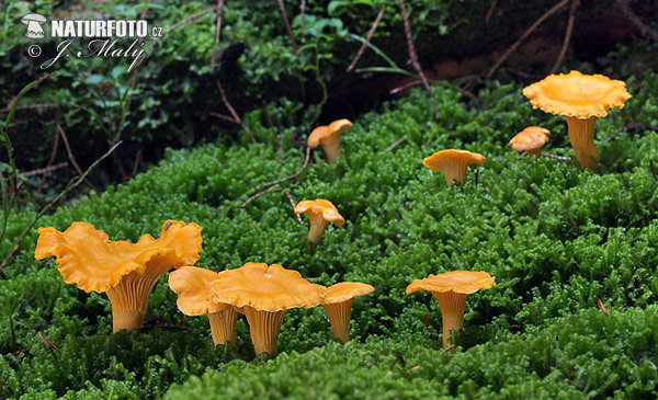 Cantharellus cibarius