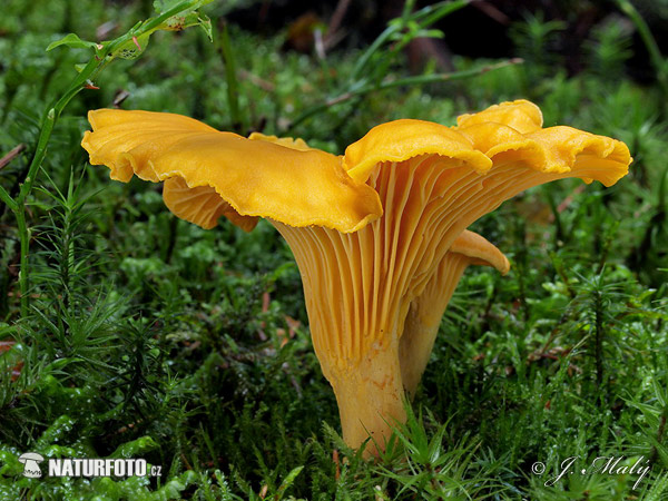 Cantharellus cibarius