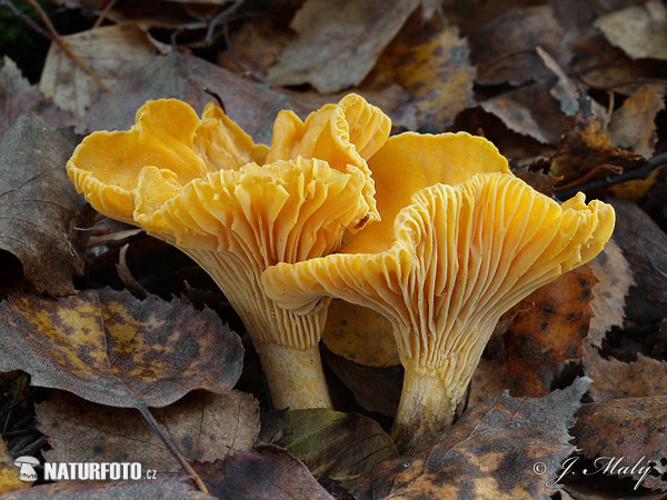 Cantharellus cibarius