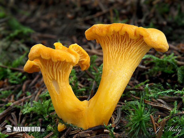 Cantharellus cibarius