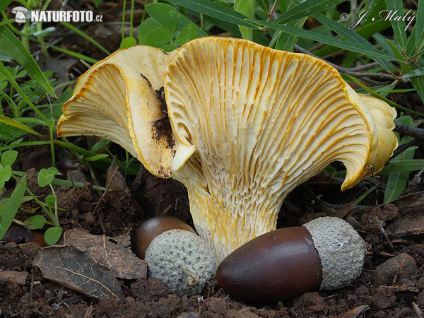 Cantharellus ilicis Mushroom (Cantharellus ilicis)