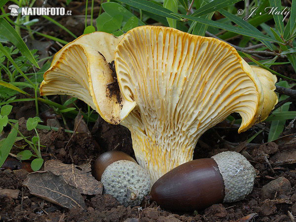 Cantharellus ilicis