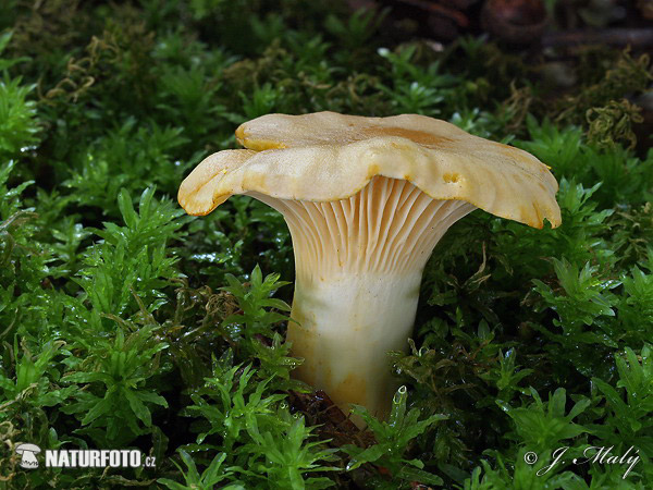 Cantharellus subpruinosus