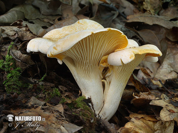 Cantharellus subpruinosus