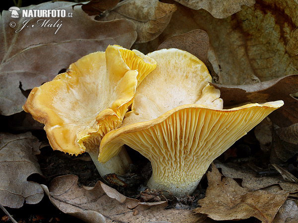 Cantharellus subpruinosus