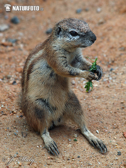 Cape Ground Squirrel (Xerus inauris)