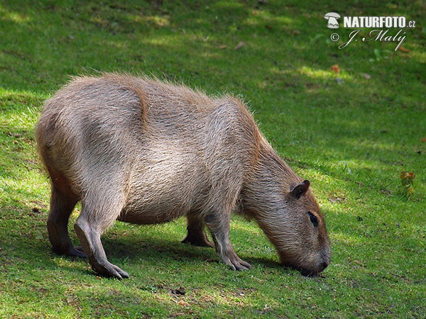 Capybara