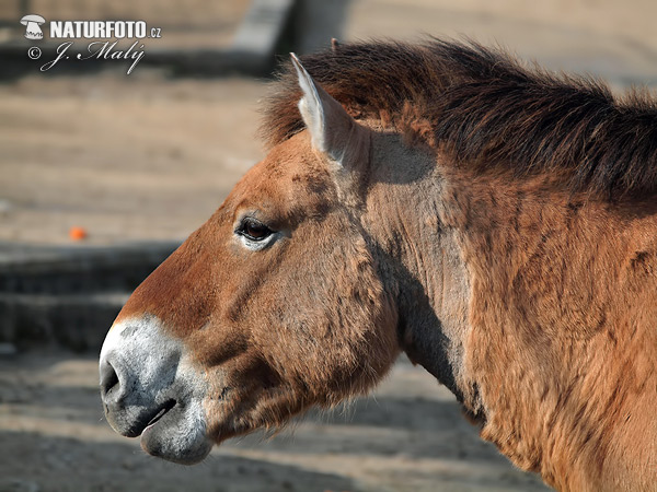 Cavall de Przewalski