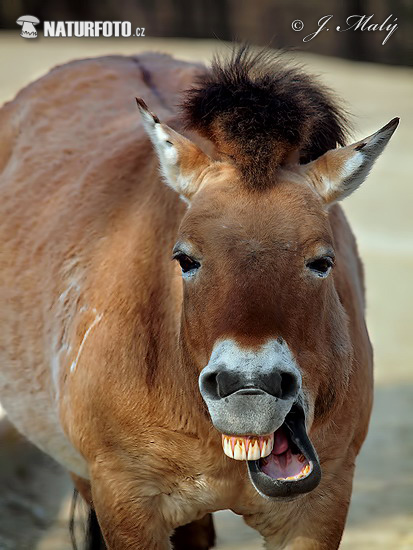 Cavalo-de-przewalski