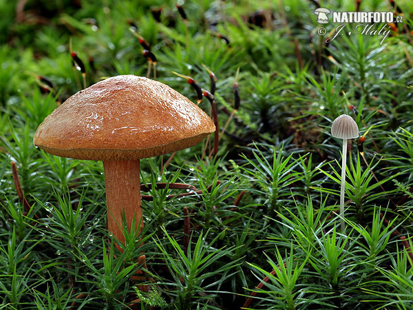 Chalciporus piperatus