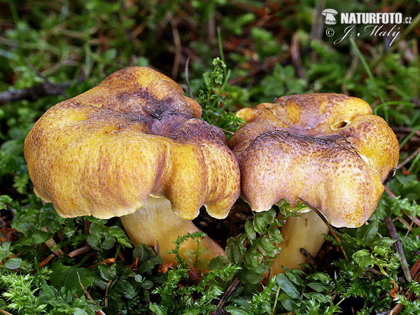 chanterelle améthyste