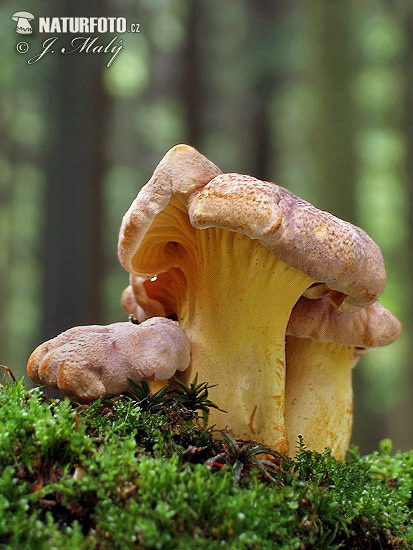 chanterelle améthyste