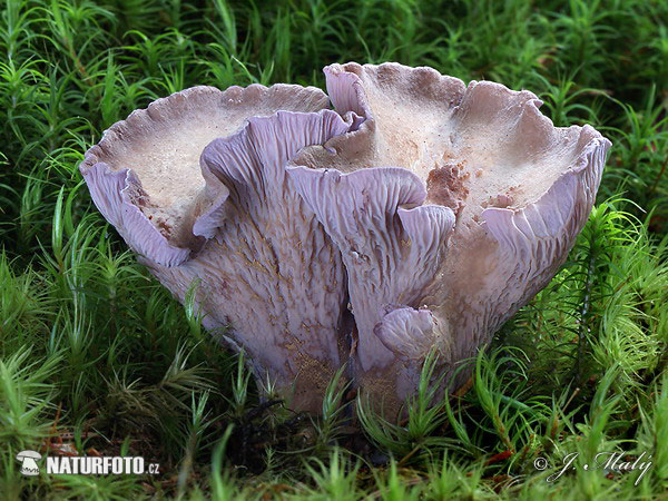 chanterelle violette