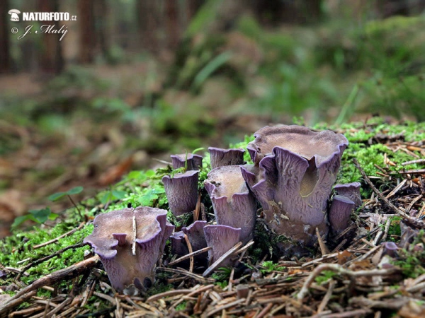 chanterelle violette