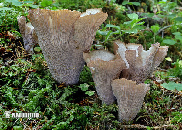 chanterelle violette