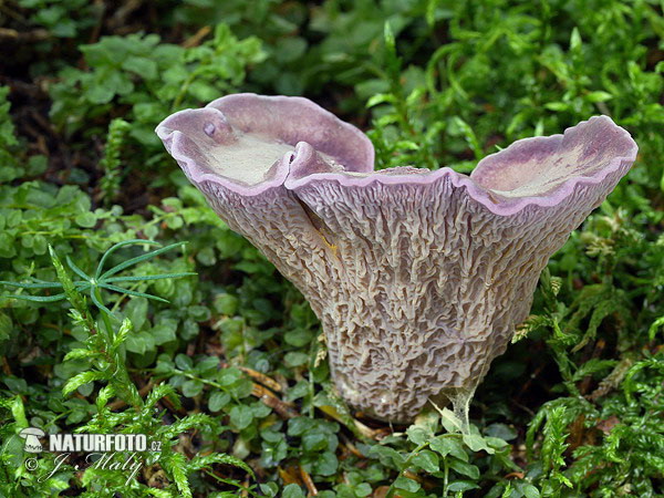 chanterelle violette