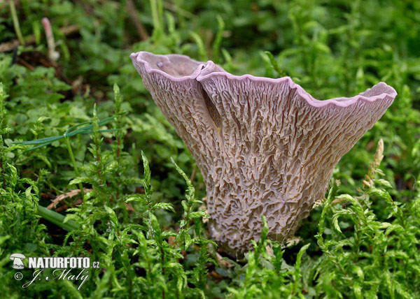 chanterelle violette