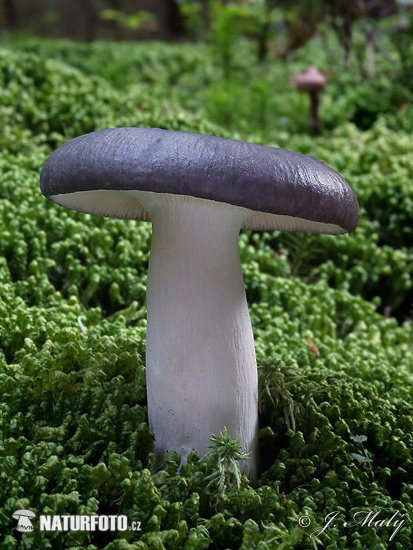 Charcoal Burner Mushroom (Russula cyanoxantha)