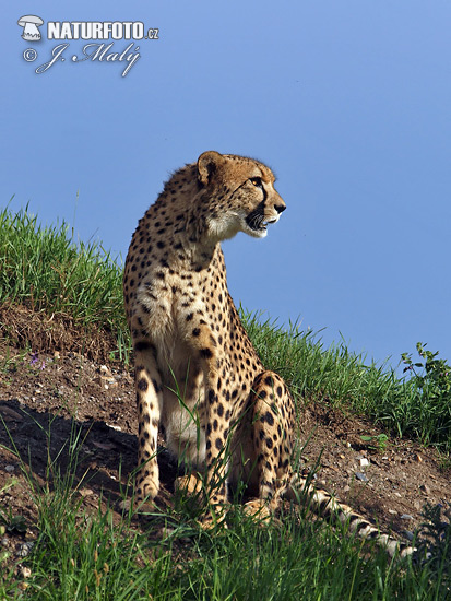 Cheetah