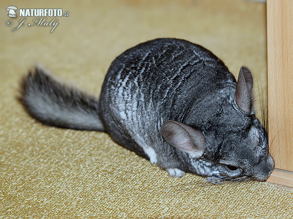 Chinchilla à longue queue