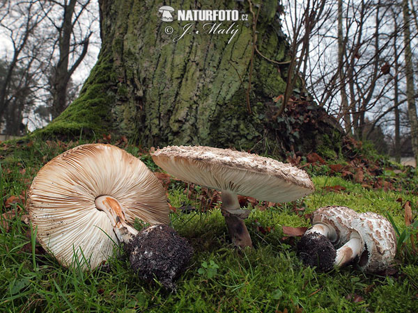 Chlorophyllum brunneum