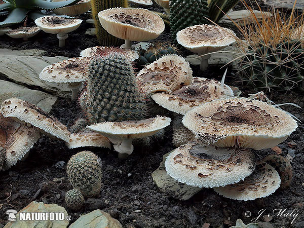 Chlorophyllum brunneum