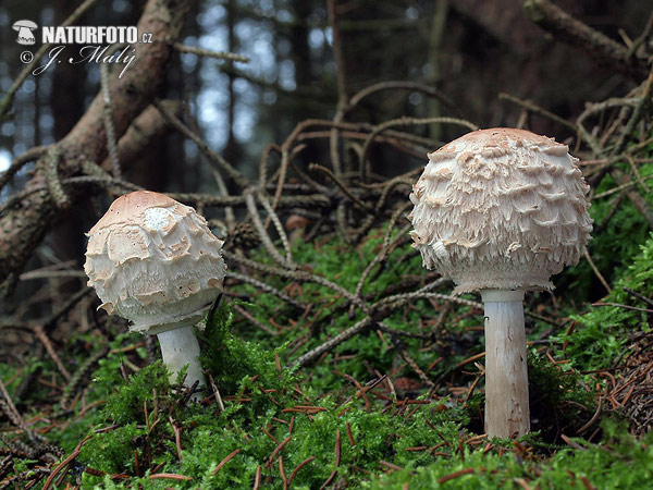 Chlorophyllum olivieri