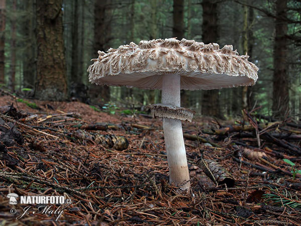 Chlorophyllum olivieri