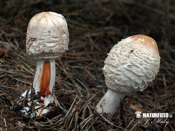 Chlorophyllum rachodes