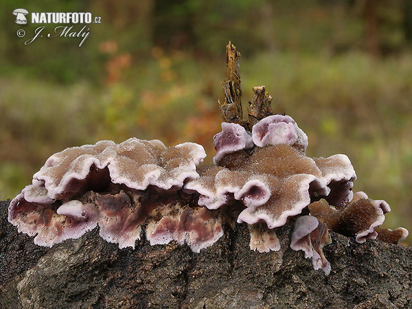 Chondrostereum purpureum