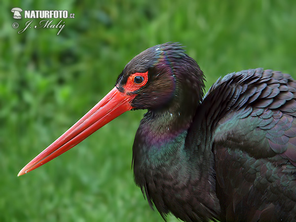 Cigogne noire