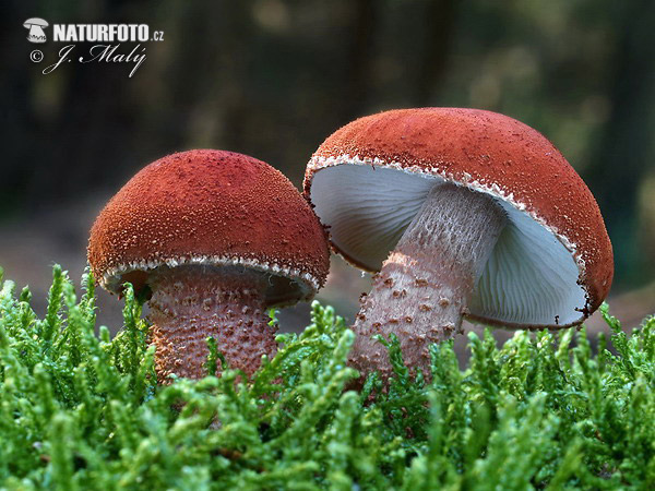 Cinnabar Powdercap Mushroom (Cystodermella cinnabarina)