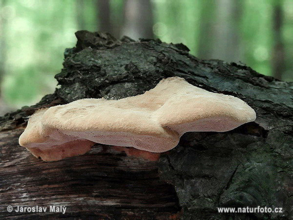 Cinnamon Bracket Mushroom (Hapalopilus rutilans)