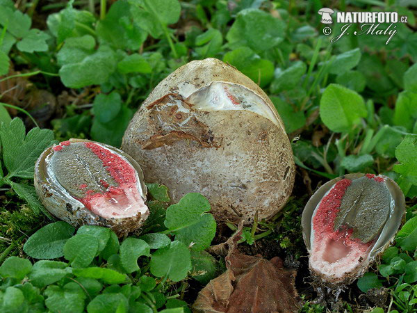 Clathrus archeri